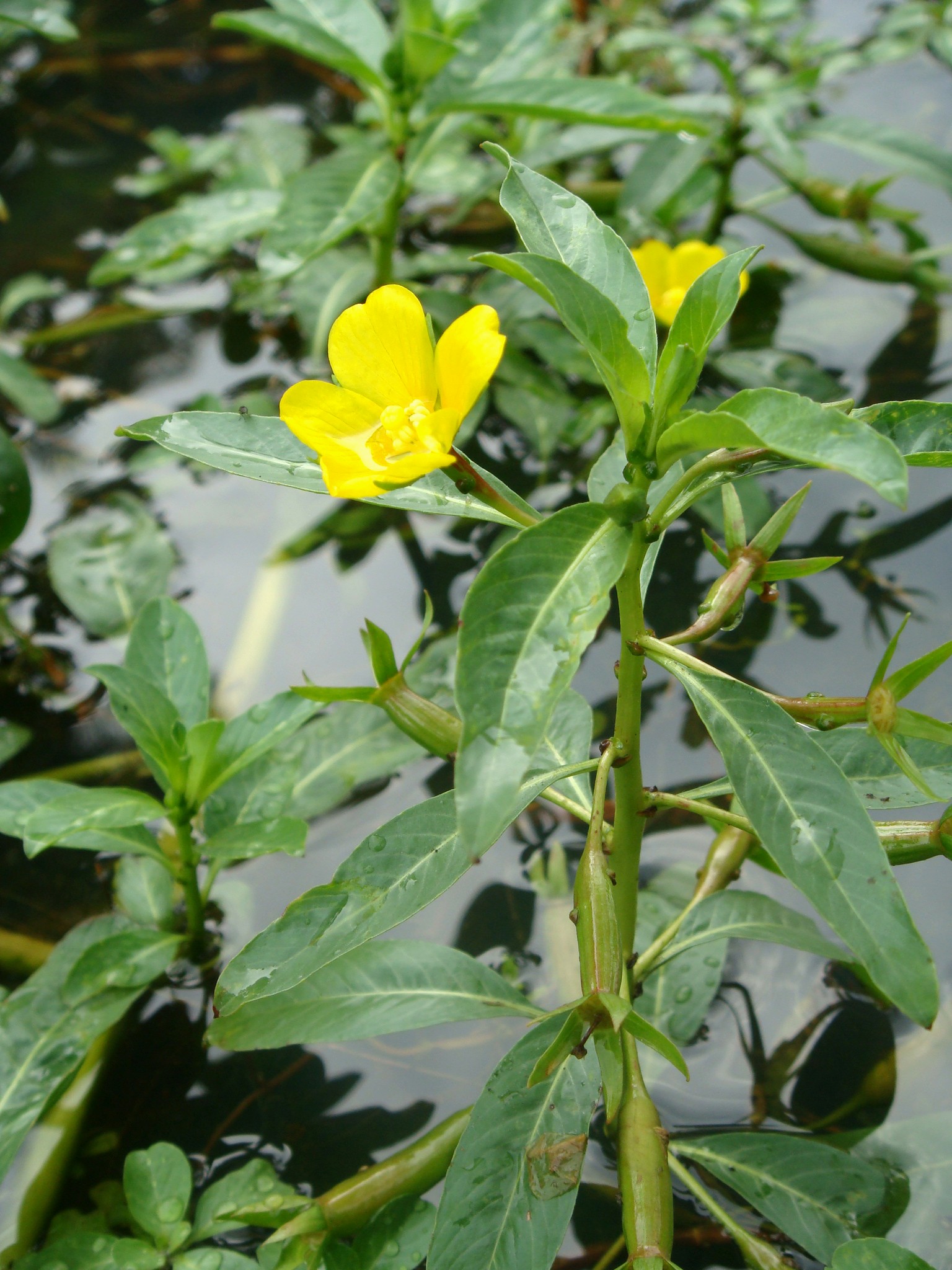 Ludwigia Peploides Kunth P H Raven Subsp Stipulacea Ohwi P H Raven